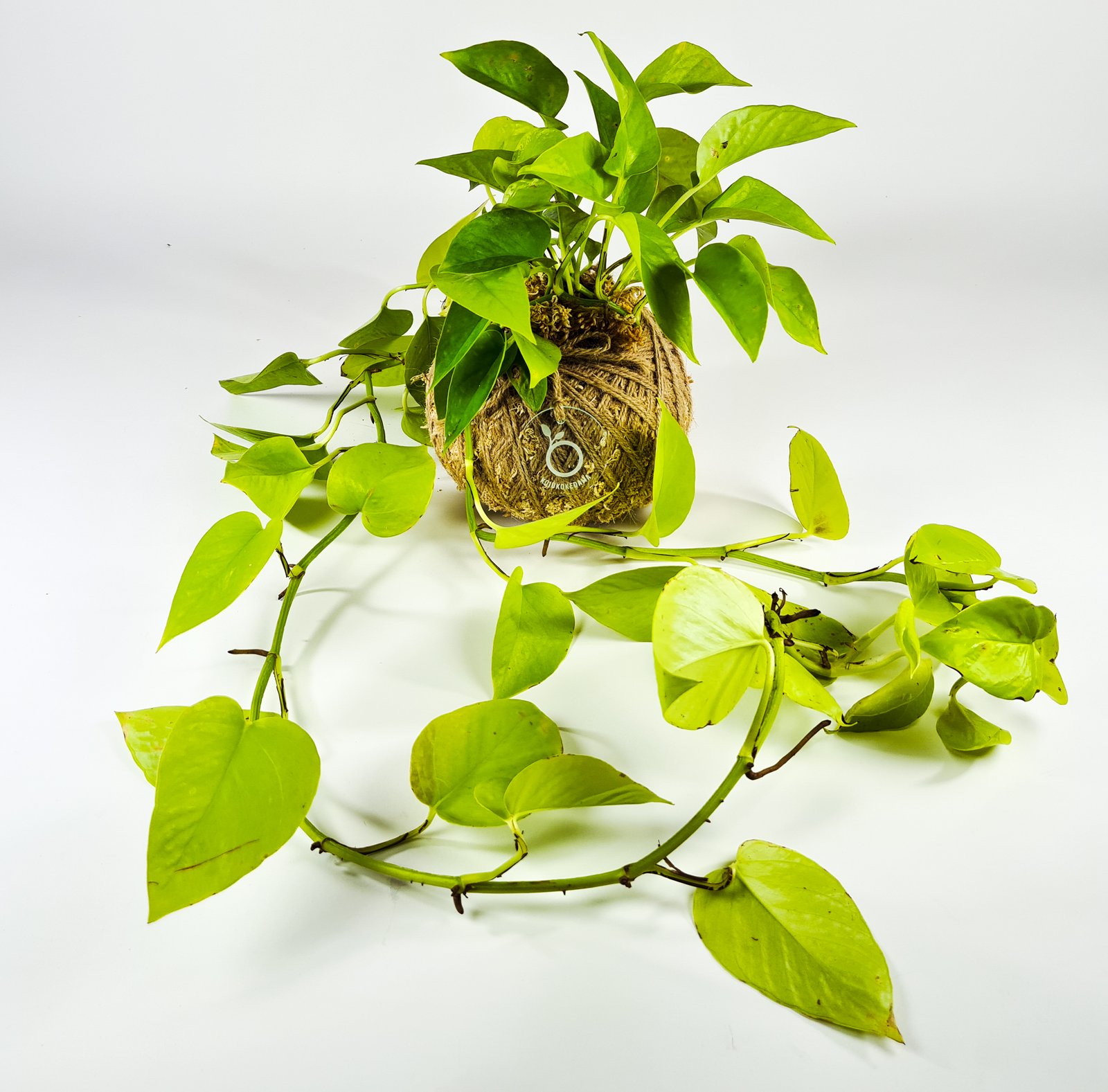 Products | Koju Kokedama